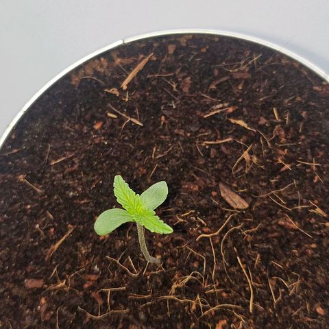 Tingeling fanny  growlog timeline photo