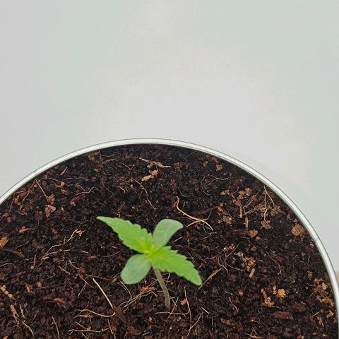 Tingeling fanny  growlog photo: Next set of leafs ar coming out 