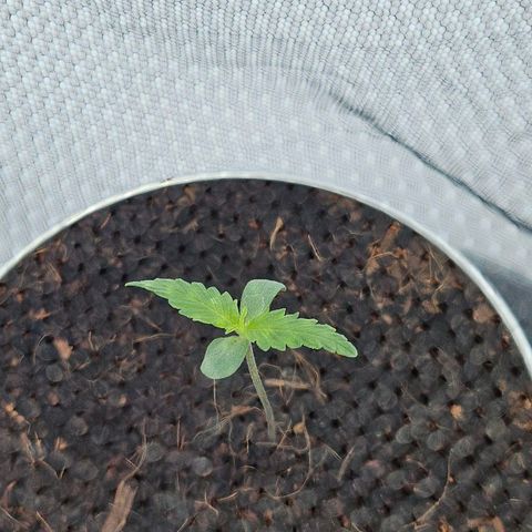Tingeling fanny  growlog timeline photo