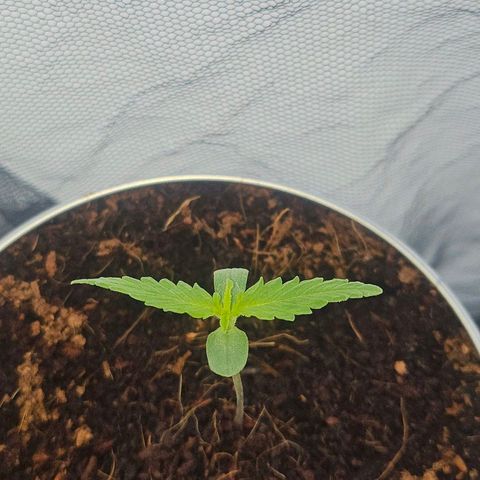 Tingeling fanny  growlog photo: ❤️