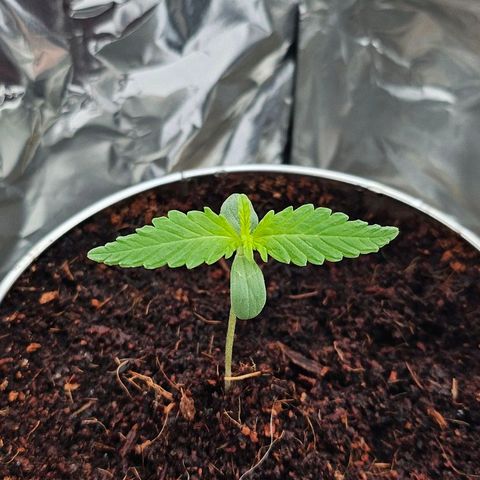 Tingeling fanny  growlog photo: Water day