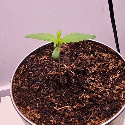 Tingeling fanny  growlog photo: 1st day whit spectrum light 