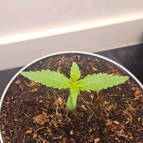 Tingeling fanny  growlog photo: 2day 18/6 licht 