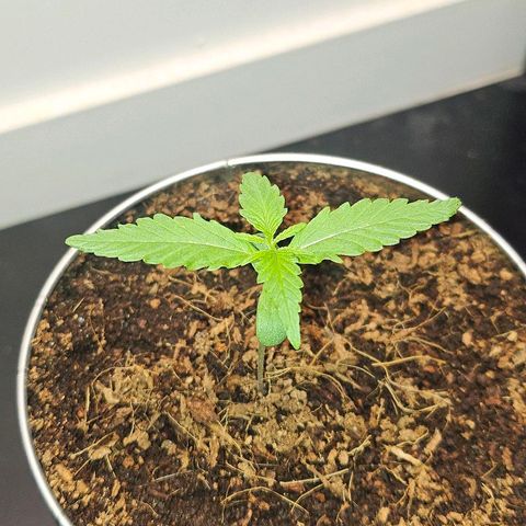 Tingeling fanny  growlog timeline photo