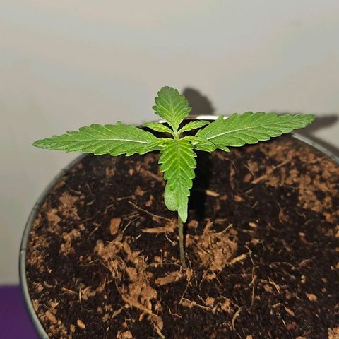 Tingeling fanny  growlog timeline photo