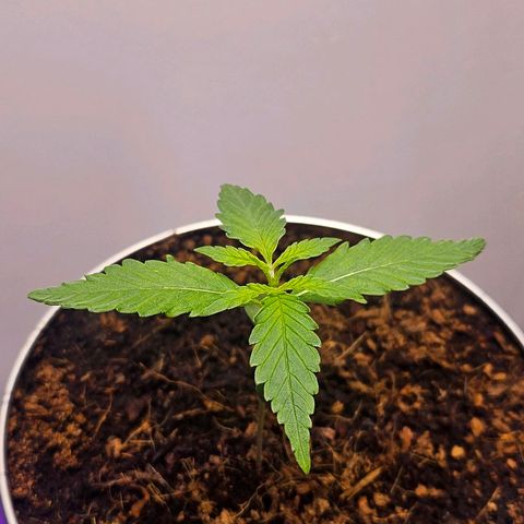 Tingeling fanny  growlog timeline photo