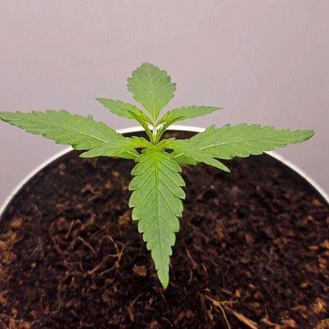 Tingeling fanny  growlog timeline photo