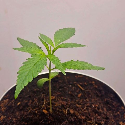 Tingeling fanny  growlog timeline photo