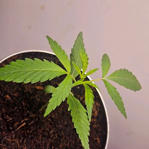 Tingeling fanny  growlog timeline photo