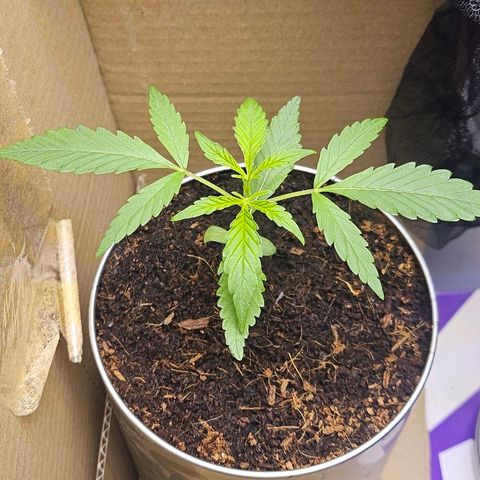 Tingeling fanny  growlog timeline photo