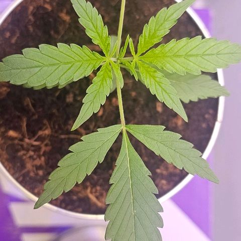 Tingeling fanny  growlog timeline photo
