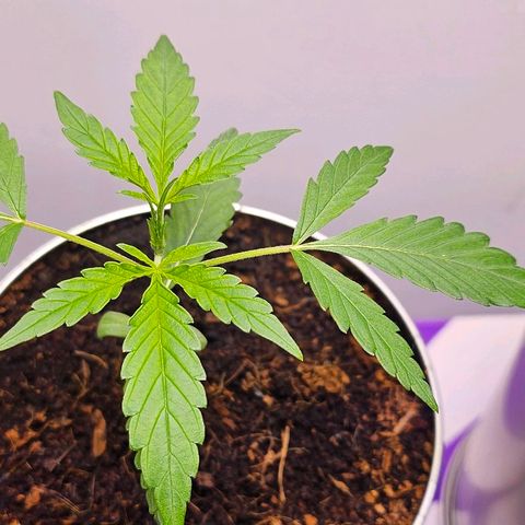 Tingeling fanny  growlog timeline photo
