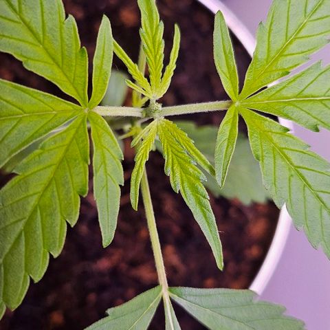 Tingeling fanny  growlog photo: Topping done