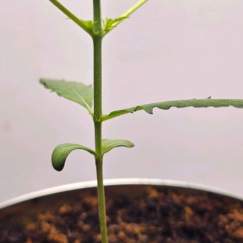 Tingeling fanny  growlog timeline photo