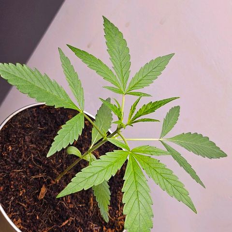 Tingeling fanny  growlog timeline photo