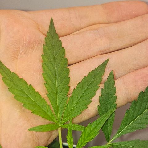 Tingeling fanny  growlog photo: Grow en topping proces 🫡