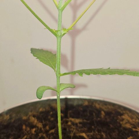 Tingeling fanny  growlog photo: Grow en topping proces 🫡
