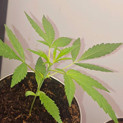 Tingeling fanny  growlog photo: Grow en topping proces 🫡