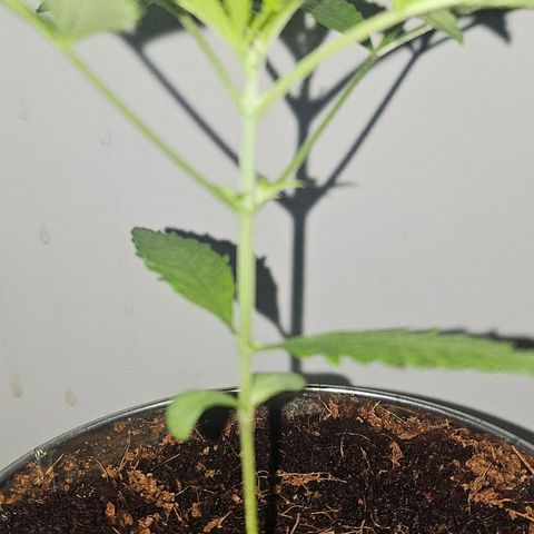 Tingeling fanny  growlog photo: Grow en topping proces 🫡