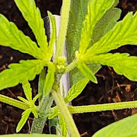 Tingeling fanny  growlog timeline photo
