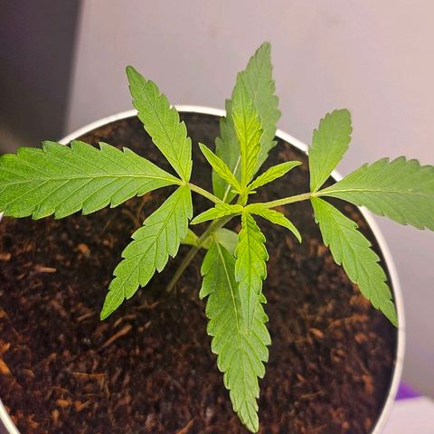 Tingeling fanny  growlog timeline photo