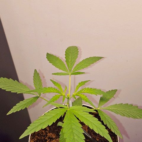 Tingeling fanny  growlog timeline photo