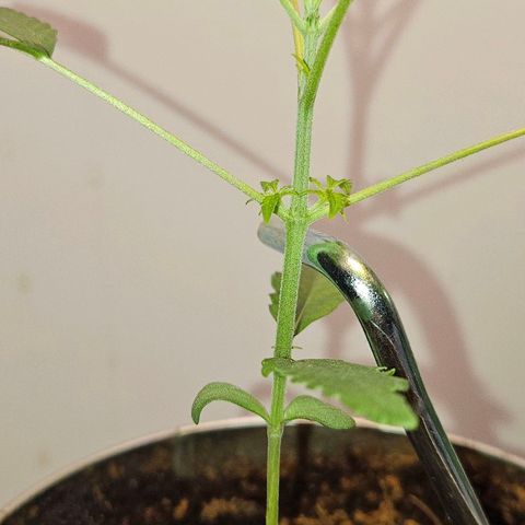 Tingeling fanny  growlog timeline photo