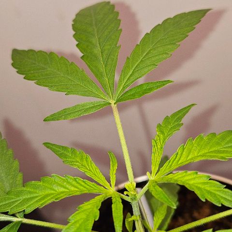 Tingeling fanny  growlog timeline photo