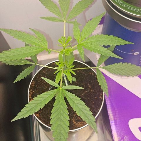 Tingeling fanny  growlog timeline photo