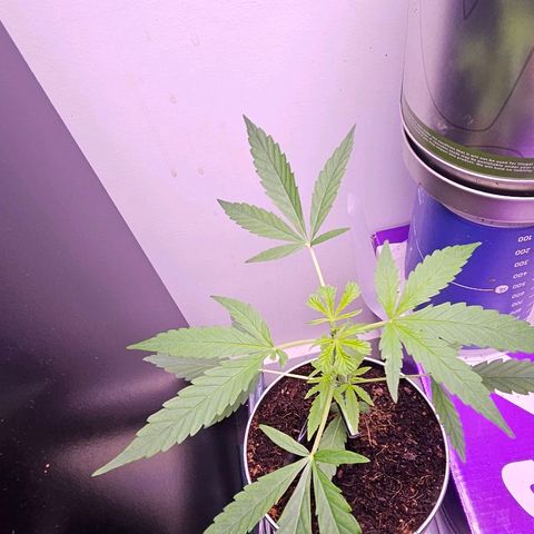 Tingeling fanny  growlog timeline photo