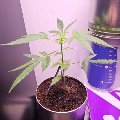 Tingeling fanny  growlog timeline photo