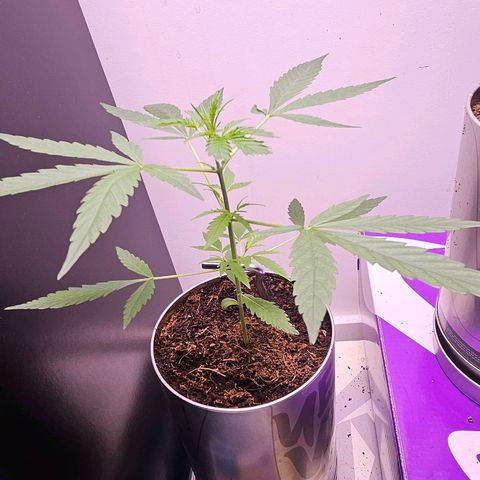 Tingeling fanny  growlog timeline photo