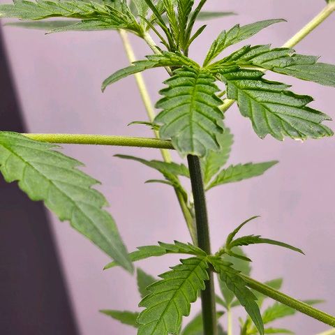 Tingeling fanny  growlog timeline photo