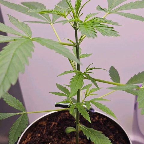 Tingeling fanny  growlog timeline photo
