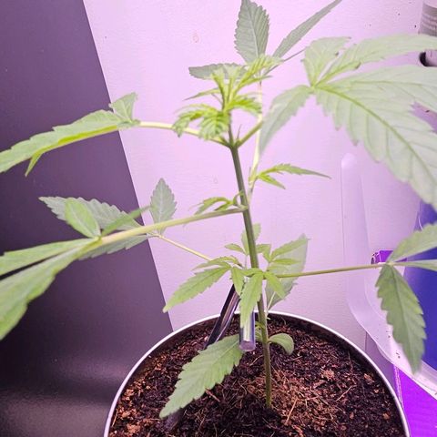 Tingeling fanny  growlog timeline photo