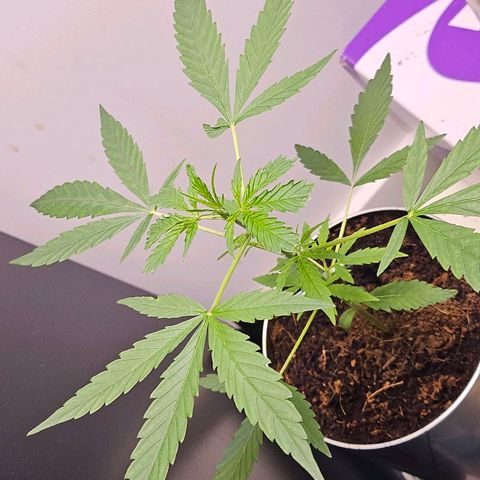 Tingeling fanny  growlog timeline photo