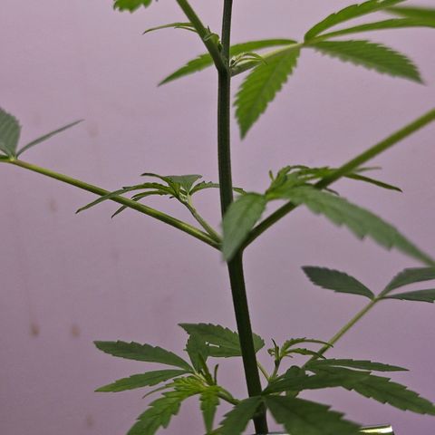 Tingeling fanny  growlog timeline photo