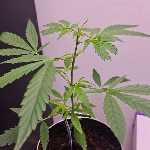 Tingeling fanny  growlog timeline photo