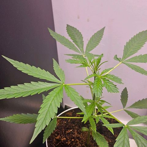 Tingeling fanny  growlog timeline photo