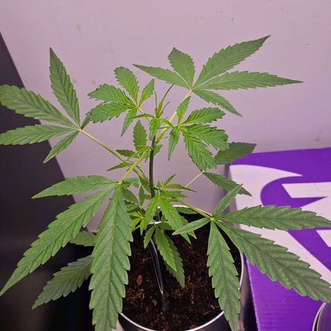 Tingeling fanny  growlog timeline photo