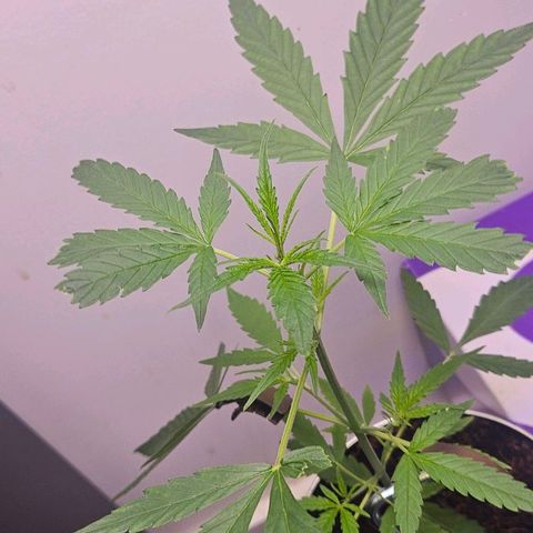 Tingeling fanny  growlog timeline photo