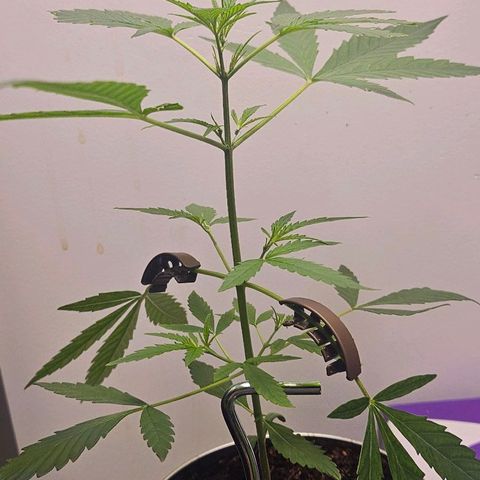 Tingeling fanny  growlog timeline photo