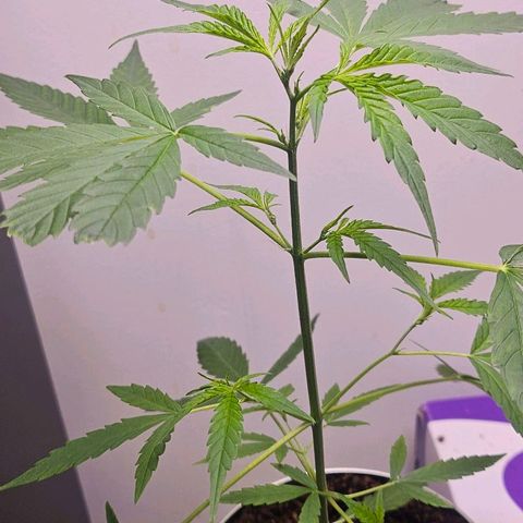 Tingeling fanny  growlog timeline photo
