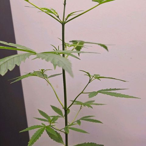 Tingeling fanny  growlog timeline photo