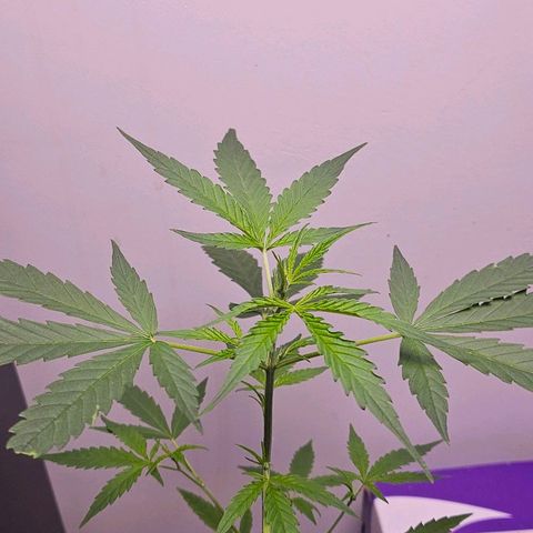 Tingeling fanny  growlog timeline photo