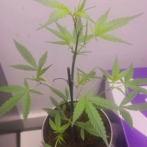 Tingeling fanny  growlog timeline photo