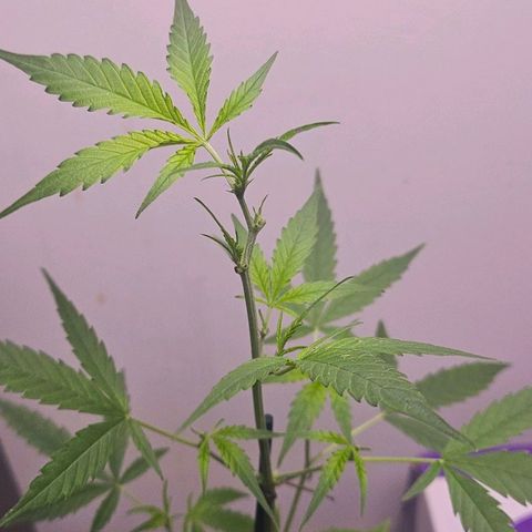 Tingeling fanny  growlog timeline photo