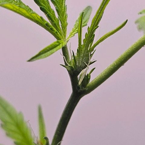 Tingeling fanny  growlog timeline photo