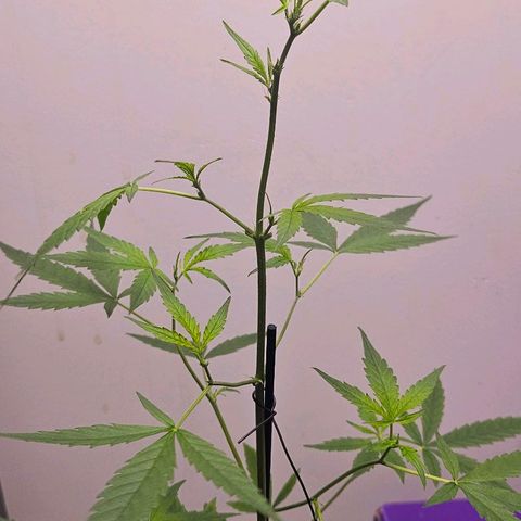 Tingeling fanny  growlog timeline photo