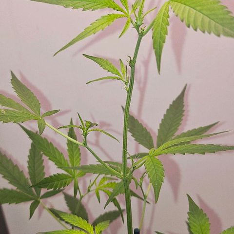 Tingeling fanny  growlog timeline photo